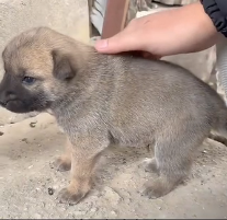 N1201045 One Small Act Saved a Precious Life