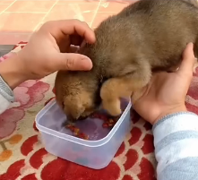 N1201046 Rescuing a Poor Puppy Changed Everything