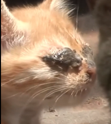 N0201037 Poor Kitten sore Eyes can see needs help #rescue #cat #kit