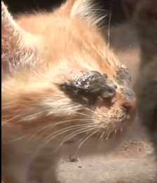 N0201037 Poor Kitten sore Eyes can see needs help #rescue #cat #kit