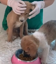 N1201047 Recuse two puppies was abandoned tied up in highway #animal #help