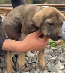 N1201048 This Rescue Moment Made Everyone Cry