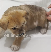 N1201049 While was exercising, saw little guy chained in corner of