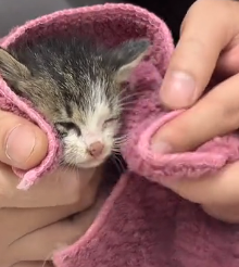 N1201050 kitten stuck in drain was luckily rescued by lady in time…