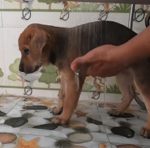 N1501001 Rescuing a Dog in Need – A Life Saved