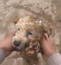 N1501002 A Small Puppy Rescued Just in Time