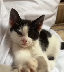 N1501003 Saving a Poor Kitten – Thank You for Caring