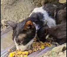 N1501004 tried over an hour to rescue convince mother cat. #resc