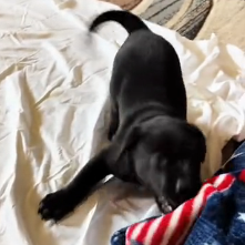 N1501005 Rescuing a Stray Dog and Giving Him a Second Chance