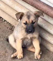 N1501007 Street Dogs Struggling to Survive Every Day