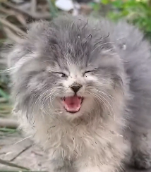 N0201038 Cat wandering on street was lucky to be saved #cat #rescuecat #an