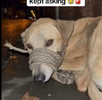 N1501008 found him lying on cold pavement, his face pressed low, rop…