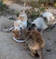 N1501009 They deserve to be shown some love in comments. #cat #cats