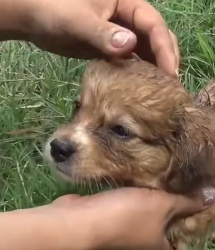 N1501010 saw puppy wandering around empty lot in front of my house