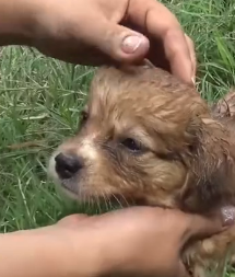N1501010 saw puppy wandering around empty lot in front of my house