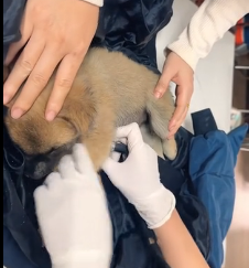 N1501011 Rescuing an Abandoned Puppy from the Streets