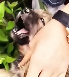 N1501012 A Lonely Dog Searching for Love and Safety