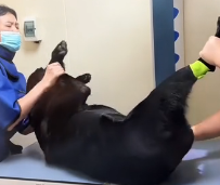 N1501013 found dog his mouth legs tied,abandoned in hole.I resc