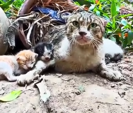 N1501014 Saved Just in Time – A Miracle for This Little Cat