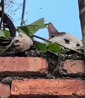 N1501015 A Heartbreaking Moment of Rescuing a Stray Cat