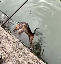 N1501016 A Poor Abandoned Dog and His Rescue Story