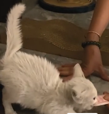 N0201039 Two cats were abandoned in box by their owner ,luckily miracle ha