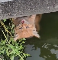 N1501017 Rescuing a Stray Cat in Critical Condition