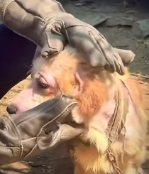 N1501018 This Poor Dog Was Left Alone on the Street