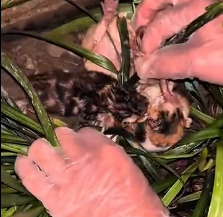 N1501019 A Poor Stray Cat on the Street – Will Anyone Save Him