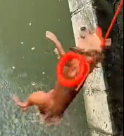 N1501020 Rescuing a Stray Dog Just in Time