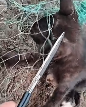 N1501021 From a Stray Cat to a Hope for a Better Life