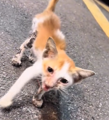 N1501022 The Cry for Help in This Little Cat’s Eyes