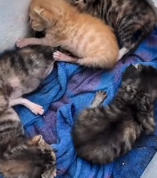 N1501023 A Skinny Stray Cat With Nowhere to Go