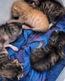 N1501023 A Skinny Stray Cat With Nowhere to Go