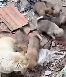 N1501024 A Poor Abandoned Dog Begging for Help