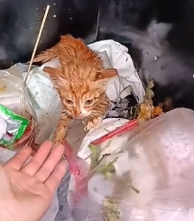 N1501025 The Harsh Survival Journey of a Poor Stray Cat