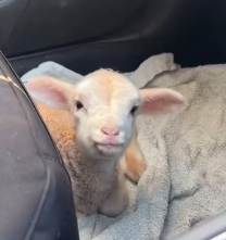 N1501026 kind woman rescued trapped lamb then happened.