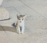 N0201005 Stray Path to Loving Home #rescue #cute #helpanimals #rescuean…