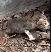 N0201040 Abandoned kitten in abandoned house was luckily rescued #cat #rescuec