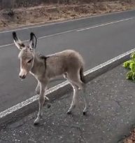 N1501027 kind couple rescued baby donkey had lost its mother, the