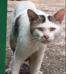 N1501028 A Rainy Day and a Homeless Little Cat