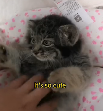 N1501029 kind woman rescued an abandoned manul cub in wild then this