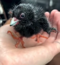 N1501030 kind lady found strange, abandoned chick then…