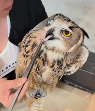 N1501031 kind couple rescued an owl fell into water then….