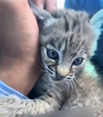 N1501032 kind man rescued an abandoned bobcat cub followed him then…