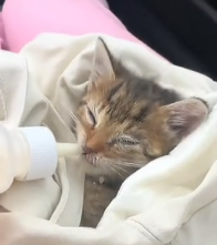 N1501033 kind woman rescued an injured kitten, then happened…#lov…