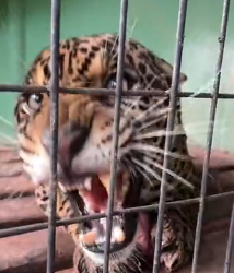 N1501034 Kind people rescued jaguar was injured fell into water