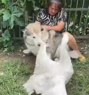 N1501035 kind woman rescued goose dog mouth, then