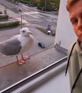 N1501036 kindhearted man rescued stranded seagull, then happened…