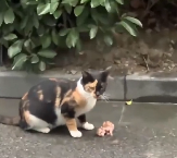 N0201041 Mother cat brings her kids to ask help is lucky to be saved